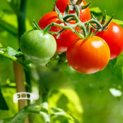 🗜️Klips för klätterväxter – Plastband för tomater och växtfästen 🌱🍅