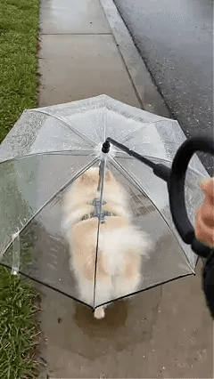 ☔ Transparent hundparaply för regniga promenader✨3% rabattkod: NOR3