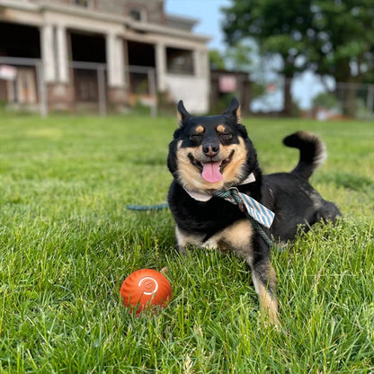 💥Interactive Dog Toys Dog Ball